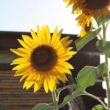 Il Girasole Alloggio Villa Fluminimaggiore Eksteriør billede