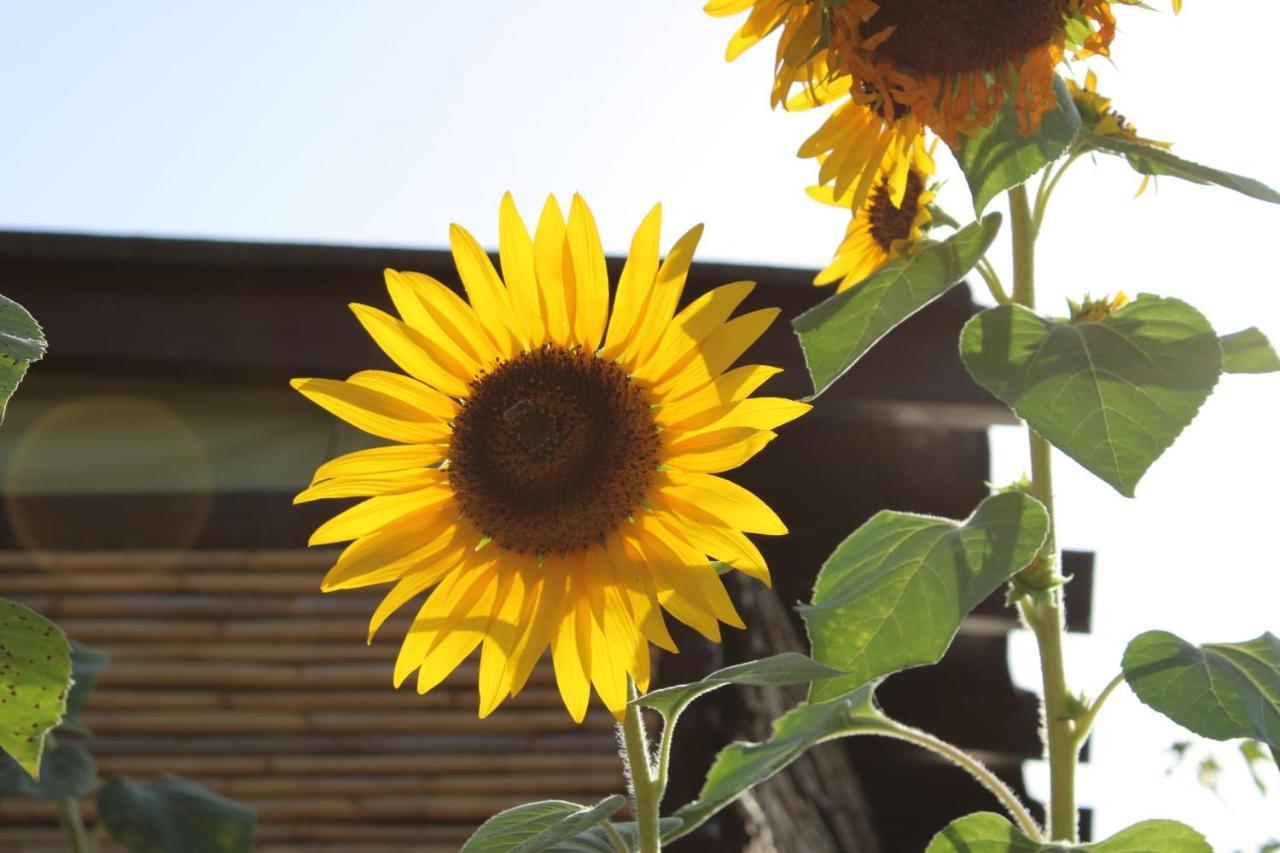 Il Girasole Alloggio Villa Fluminimaggiore Eksteriør billede